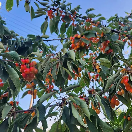 Stella's Vakantiehuis *