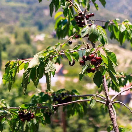 Vakantiehuis Stella's Prodromos