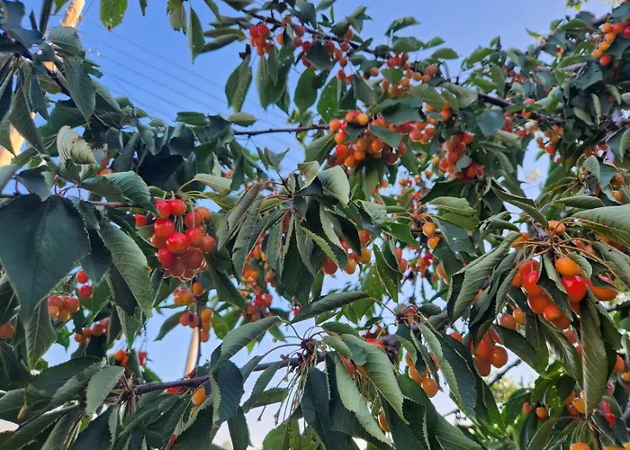 Stella's Prázdninový dům *