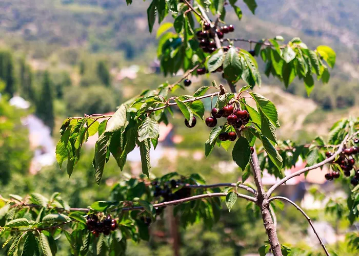 Prázdninový dům Stella's Prodromos